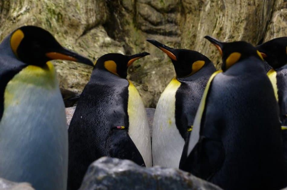 King Penguin & Tierra del Fuego Tour - Photo 5