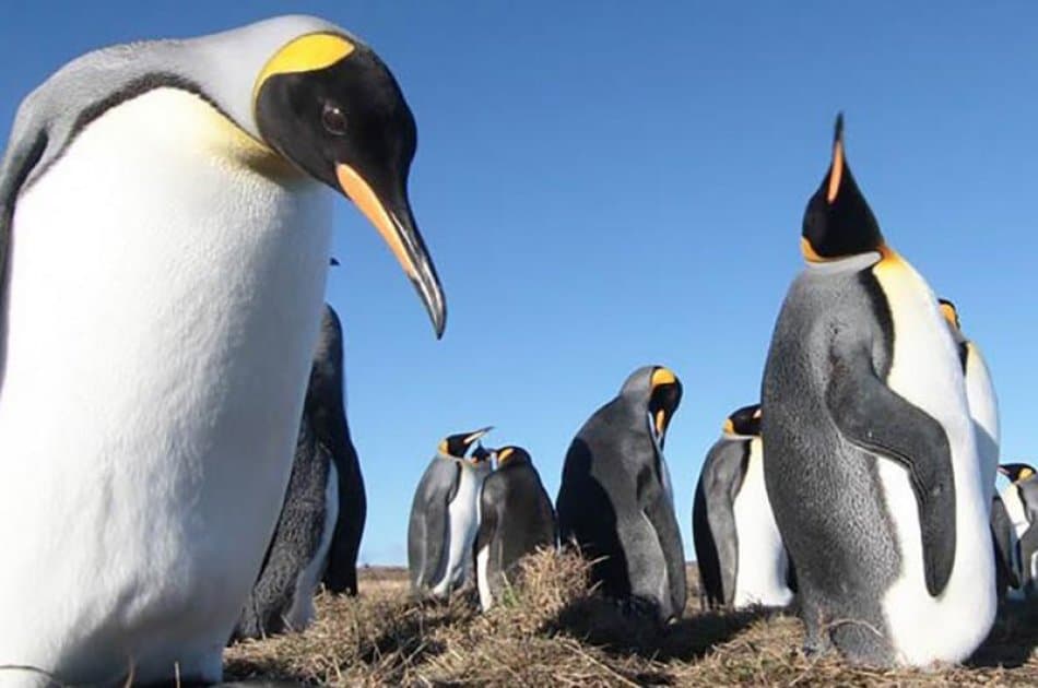 King Penguin & Tierra del Fuego Tour - Photo 4