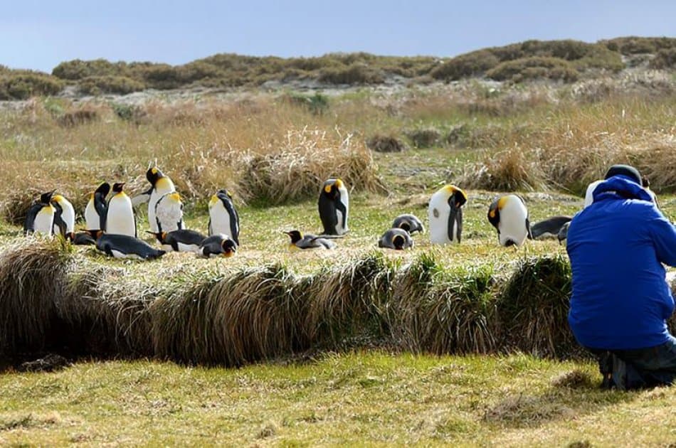 King Penguin & Tierra del Fuego Tour - Photo 3