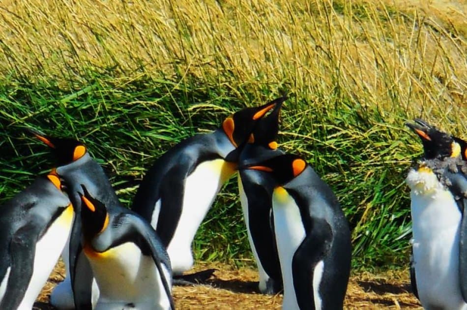 King Penguin & Tierra del Fuego Tour - Photo 7