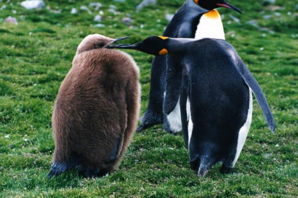 King Penguin & Tierra del Fuego Tour - Photo 6