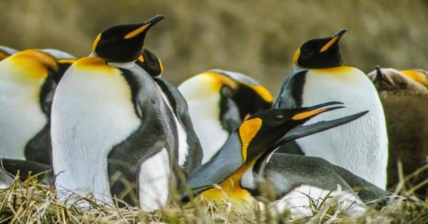 King Penguin & Tierra del Fuego Tour