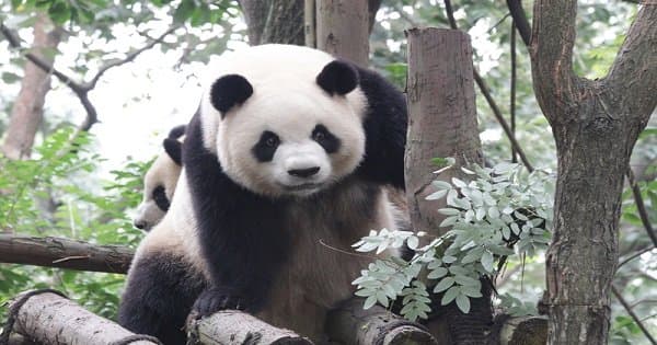 Beijing Private Tour of Summer Palace, Beijing Zoo, Yonghe Lamasery, Hutong Tour - Photo 1