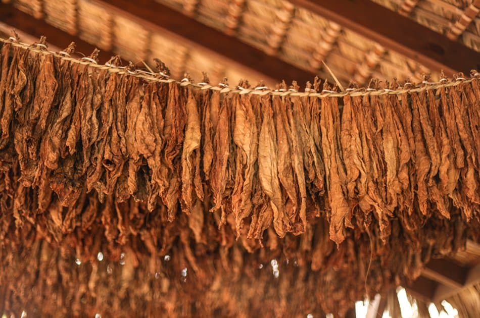 Cigar Aficionado Experience & Altos De Chavon - Photo 5