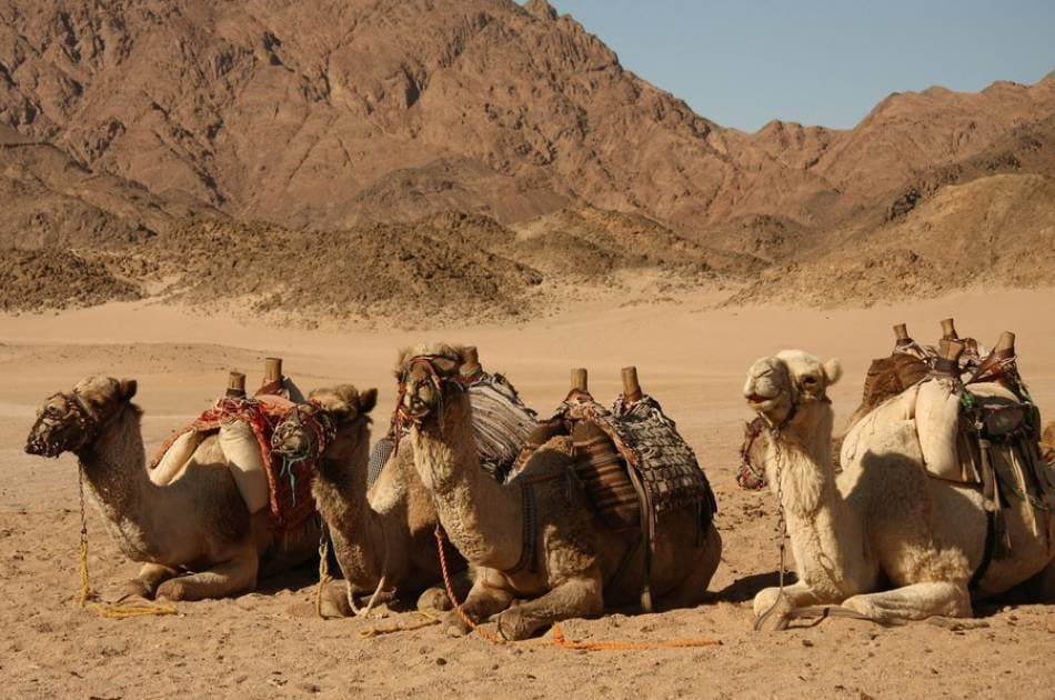 11 Day Red Sea & Nile River Cruise - Photo 10