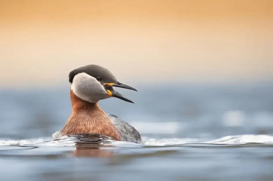 Bird Watching Tour to El Fayoum from Cairo - Photo 3