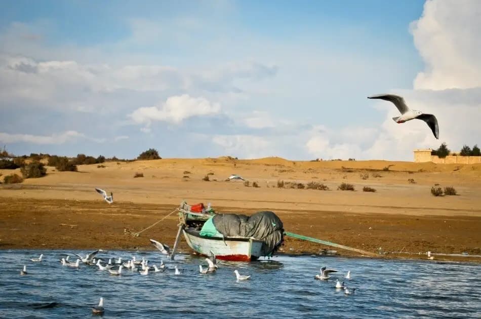 Bird Watching Tour to El Fayoum from Cairo - Photo 17