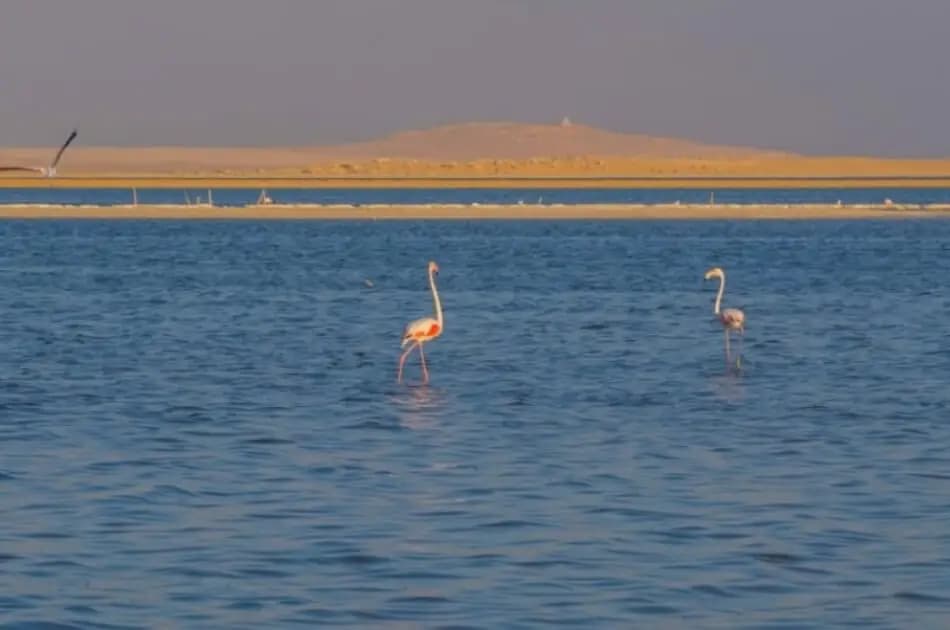 Bird Watching Tour to El Fayoum from Cairo - Photo 16