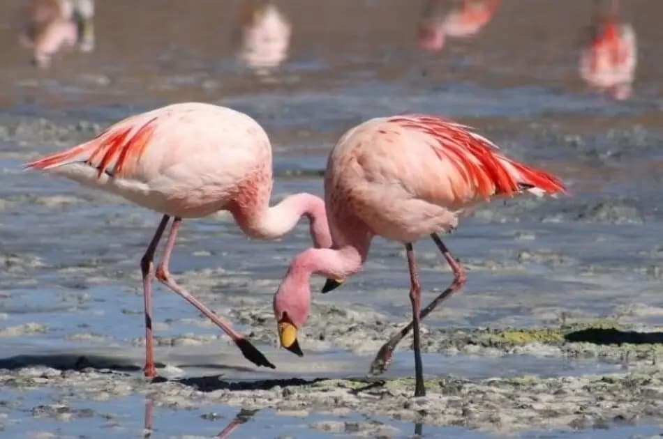Bird Watching Tour to El Fayoum from Cairo - Photo 2