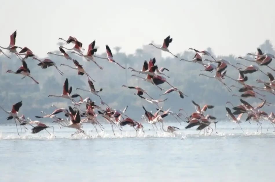 Bird Watching Tour to El Fayoum from Cairo - Photo 5