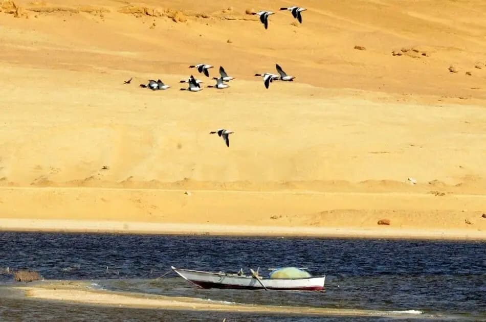 Bird Watching Tour to El Fayoum from Cairo - Photo 8