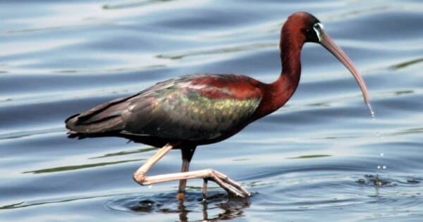Bird Watching Tour to El Fayoum from Cairo - Photo 1