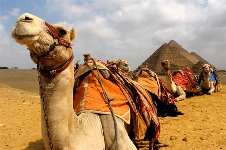 Day Tour to Giza Pyramids by Camel - Photo 3