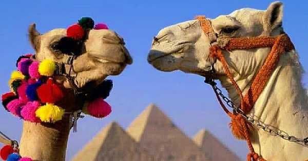 Giza Pyramid, Sakkara & Memphis Full Day Private Tour From Cairo - Photo 1
