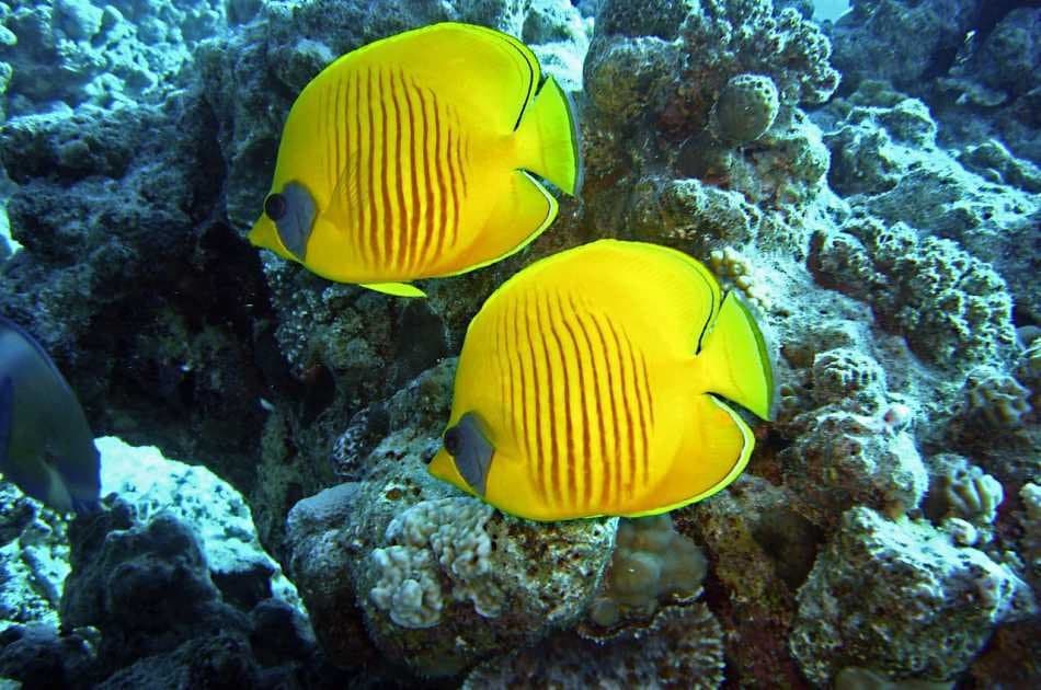 Private Day Excursion to Red Sea From Luxor - Photo 5