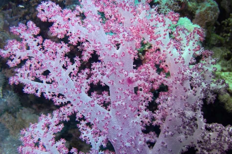 Private Day Excursion to Red Sea From Luxor - Photo 7