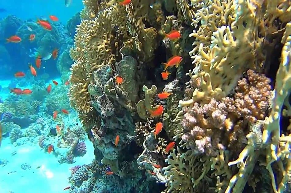 Snorkeling at Mahmya Island from Hurghada - Photo 6