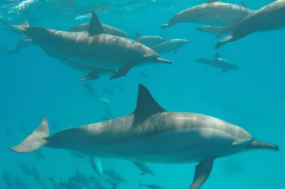 Snorkeling Day Trip At Satayh Dolphin Reef - Photo 3