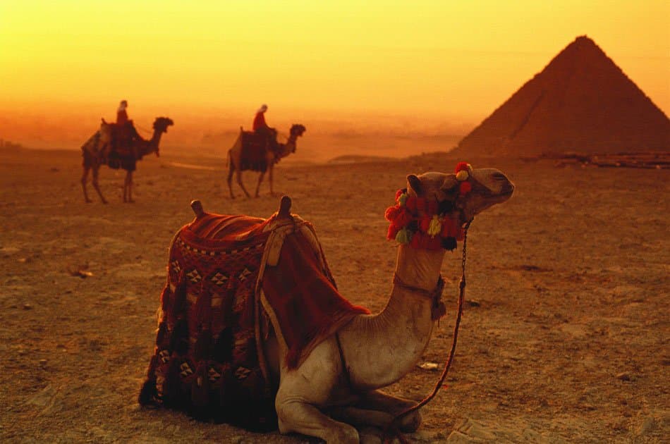 Sunrise or Sunset Camel Ride Around the Giza Pyramids Desert - Photo 4