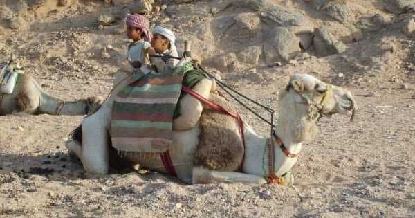 Sunset Horse/Camel Ride In Luxor - Photo 1