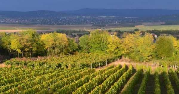 Private Etyek Wine City Tour - Photo 1