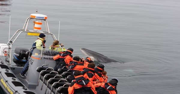 Best Whales & Puffins Tour From Reykjavik