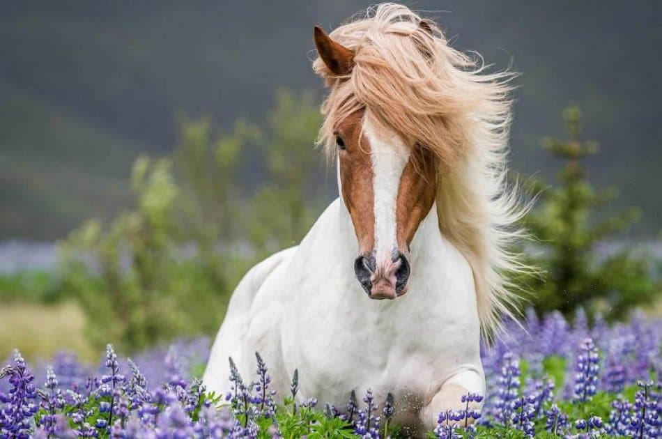 Iceland Viking Horse & Golden Circle Tour - Photo 3