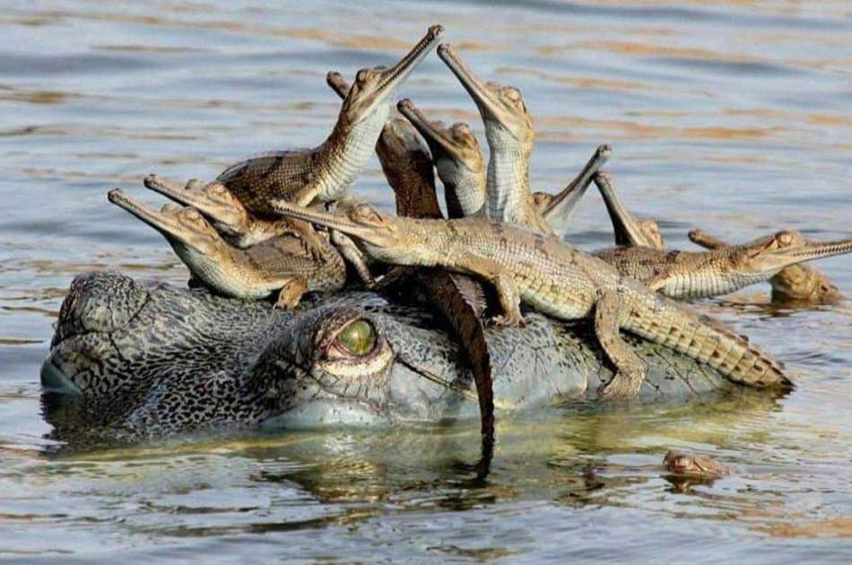 8 Day Golden Triangle And Chambal Safari Experience from Delhi - Photo 2