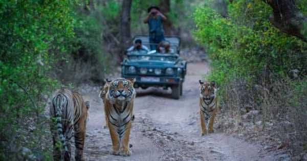 8 Days Golden Triangle Excursion with Ranthambore Wildlife Safari - Photo 1