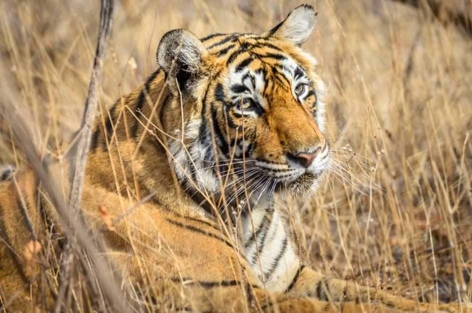 8 Days Golden Triangle Excursion with Ranthambore Wildlife Safari - Photo 6