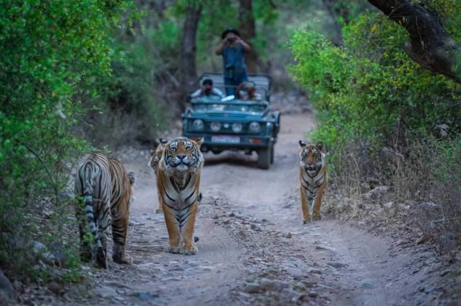 8 Days Golden Triangle Excursion with Ranthambore Wildlife Safari - Photo 7