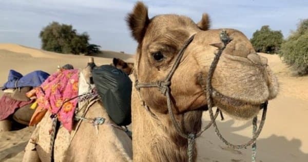 Camel Safari With Folk Dance & Marwari Dinner - Photo 1