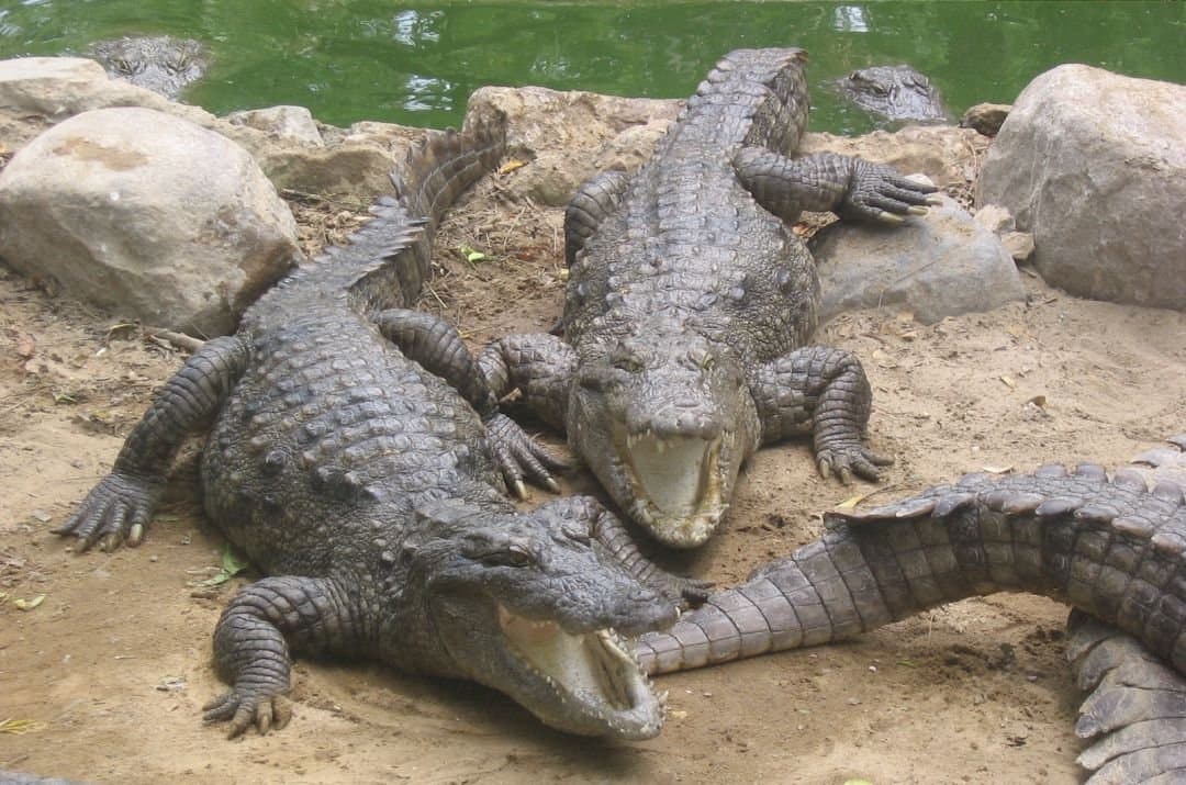 Madras Crocodile Bank