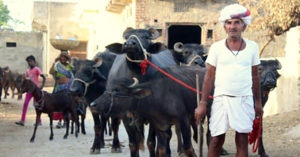 Ekling ji & Nagda Temple with Village Experience...from Udaipur - Photo 1