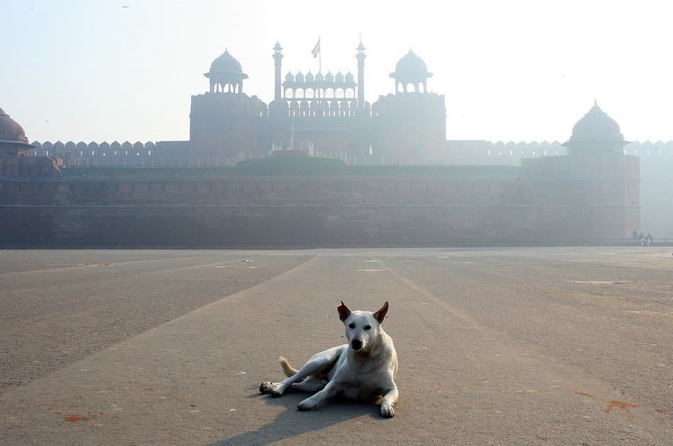 Explore the Rich Heritage of India in 5 Days - Photo 4