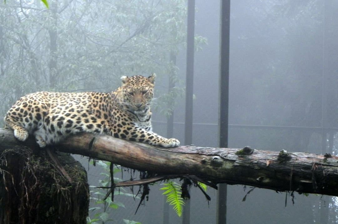 Himalayan Zoological Park