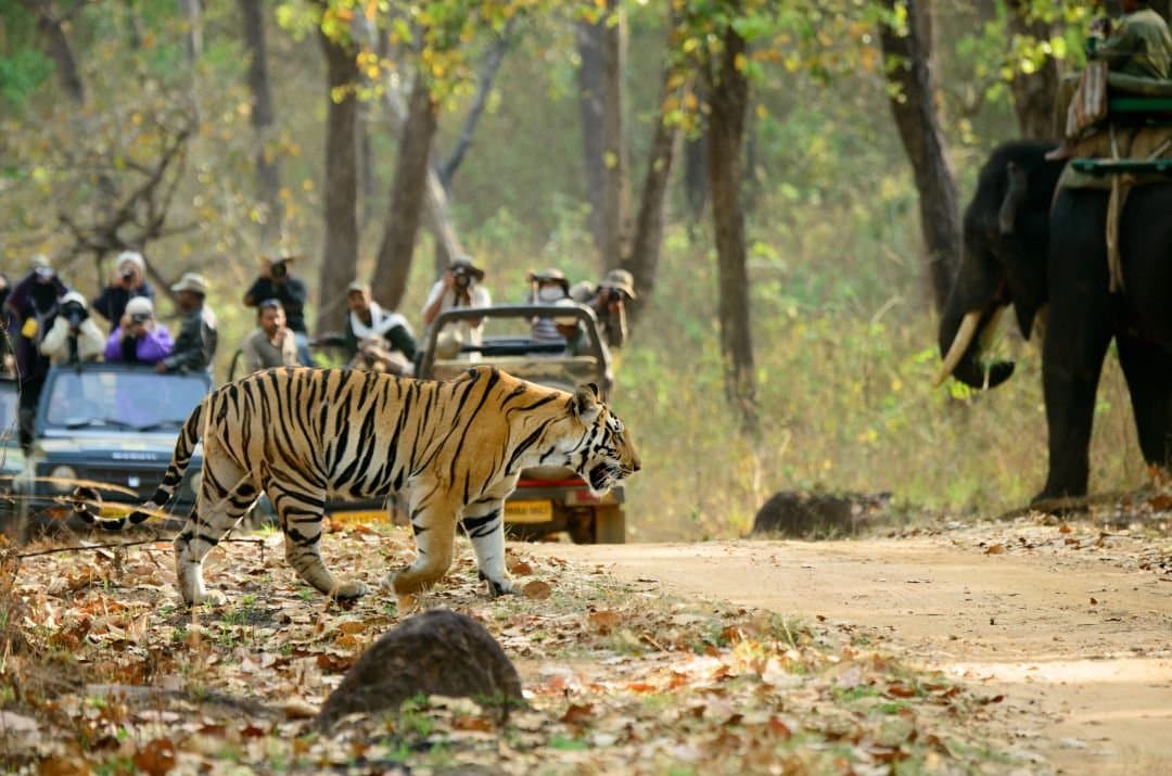 Kanha national park