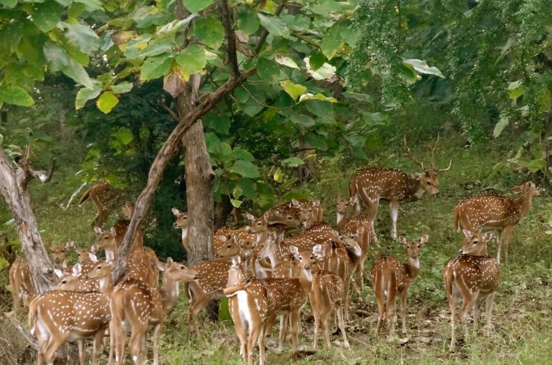 Panna National Park