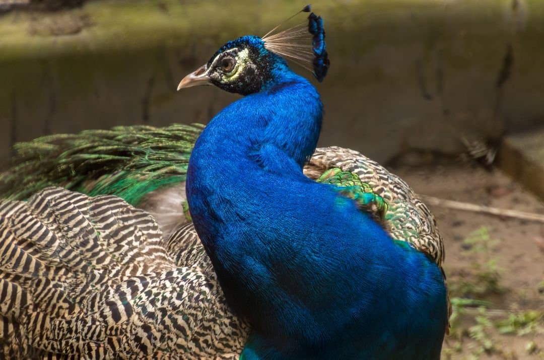 Alipore Zoo