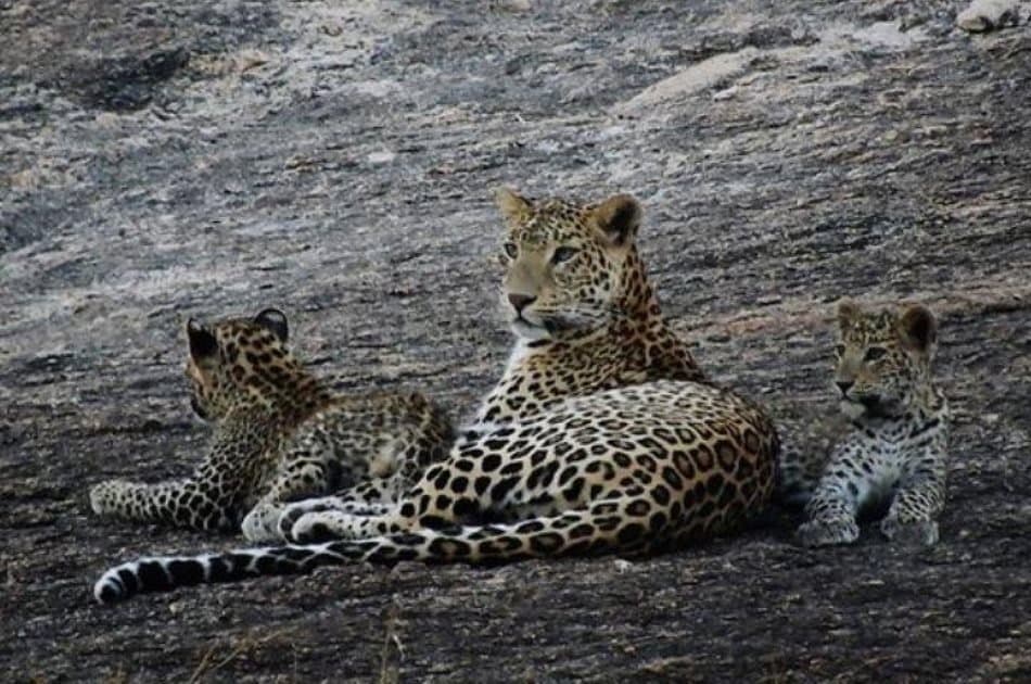 Private Day Tour Of Kumbhalgarh Fort & Wildlife Sanctuary From Udaipur - Photo 5