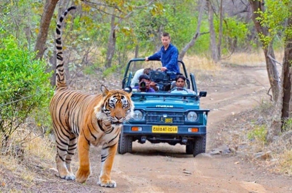 Private Transfer From Udaipur To Ranthmbore - Photo 6