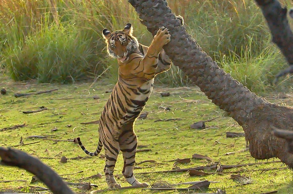 Ranthambhore Tiger Safari Day-Tour from Jaipur - Photo 4