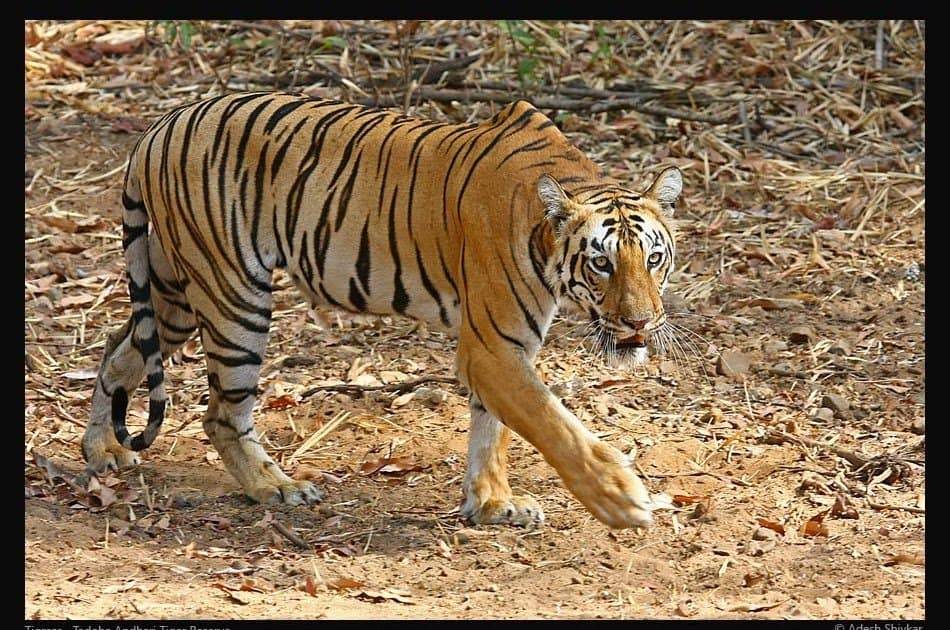Ranthambhore Tiger Safari Day-Tour from Jaipur - Photo 3