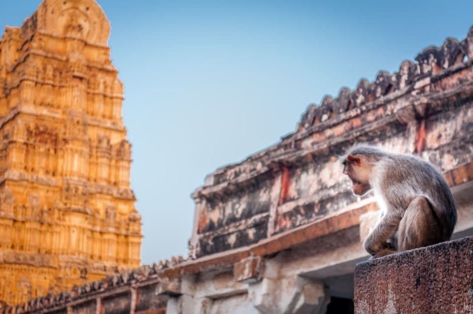 Unforgettable 11 Day Guided Tour of India - Photo 20