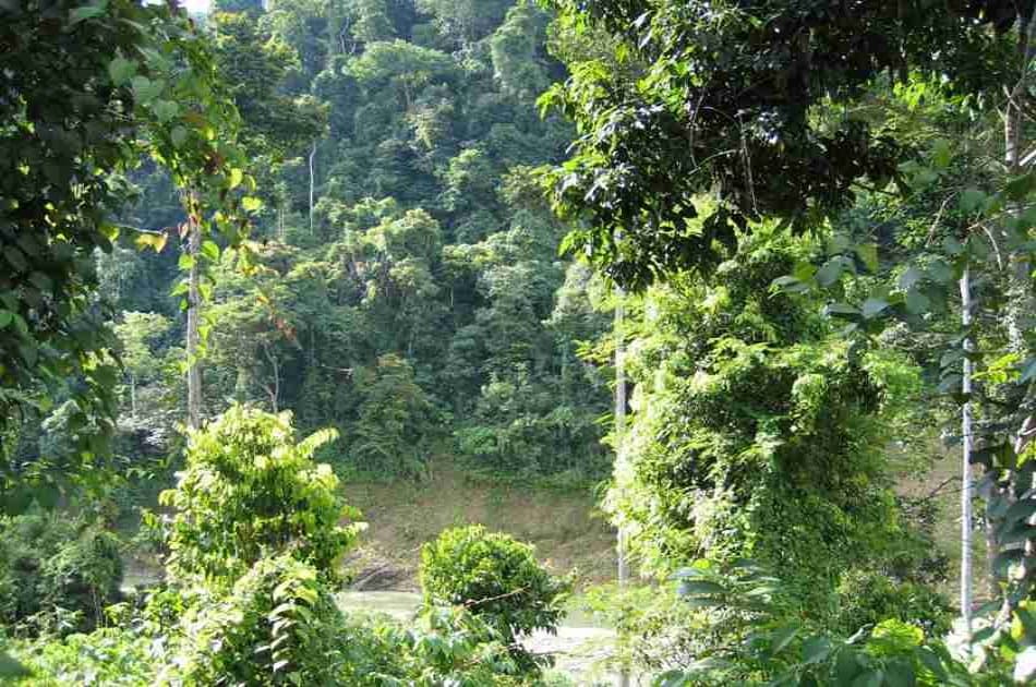 3 Days Medan - Bukit Lawang Orangutans Tour - Photo 5