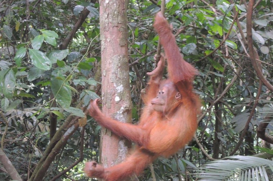 3 Days Medan - Bukit Lawang Orangutans Tour - Photo 2