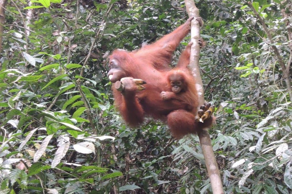 3 Days Medan - Bukit Lawang Orangutans Tour - Photo 3