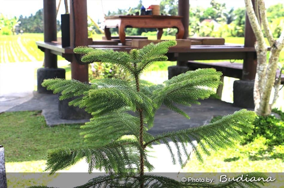 6 Hour Private Tour of Ubud, Monkey Forest, Barong and Rice Terraces With Lunch - Photo 47
