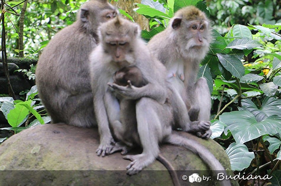 6 Hour Private Tour of Ubud, Monkey Forest, Barong and Rice Terraces With Lunch - Photo 22
