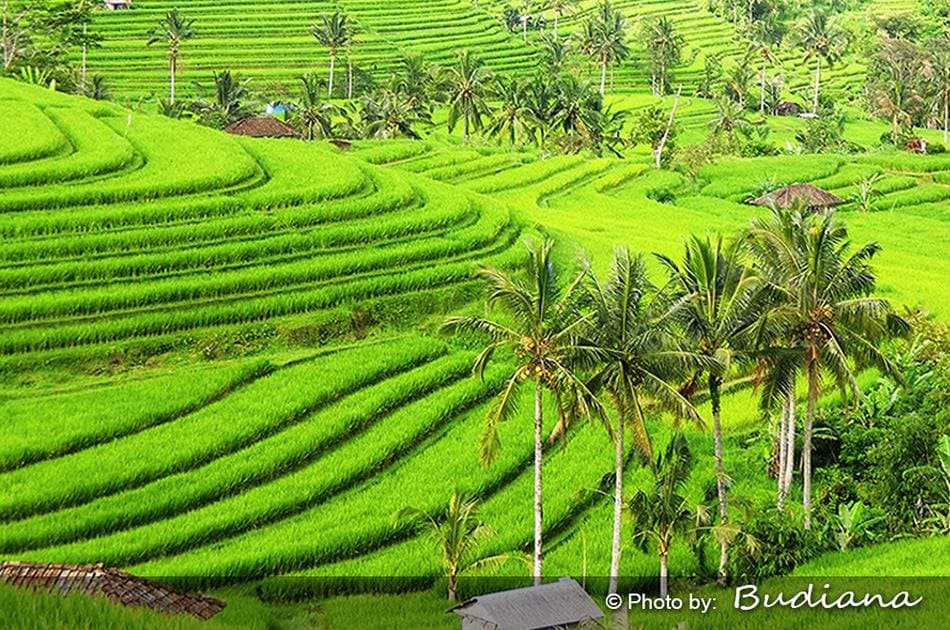 Bali 5 days Special Offer Private Ground Transport - Photo 34